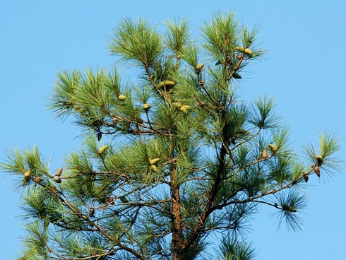 Pine trees like the loblolly species pictured here will be examined during a forestry stewardship tour in May.