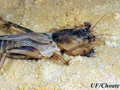 The adult tawny mole cricket stays in soil during the winter.