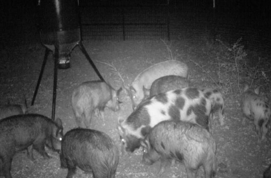 A group of wild pigs is pictured in a trap. [Special to the News Bulletin]