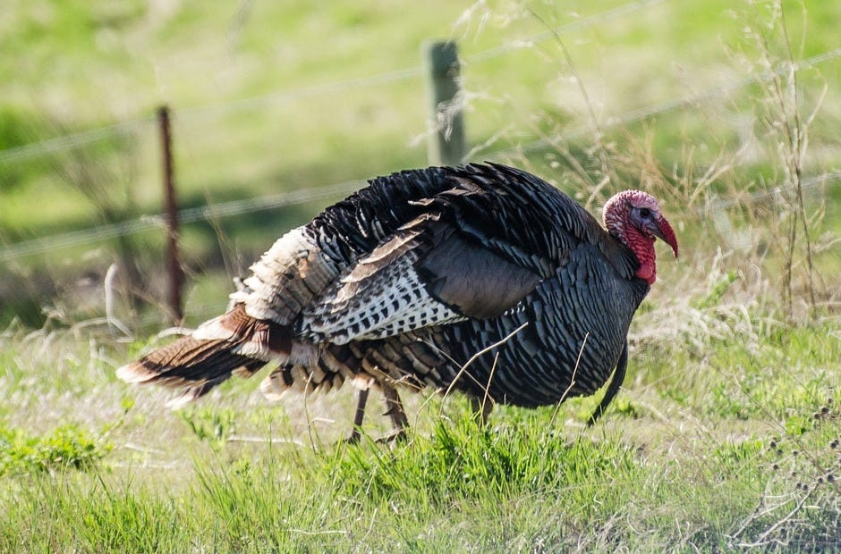 A wild turkey workshop is scheduled for Feb. 23 in Laurel Hill. [Pixabay.com]
