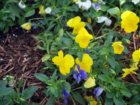 There are many benefits of mulching your garden and landscape.