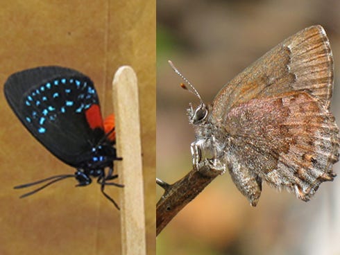 To find out how and why some butterfly species survive fires, University of Florida scientists tested pupae in two North Florida forests typically managed with prescribed burns. They studied atala hairstreak (left) and frosted elfin (right), two butterfly species that frequent fire-prone habitats.