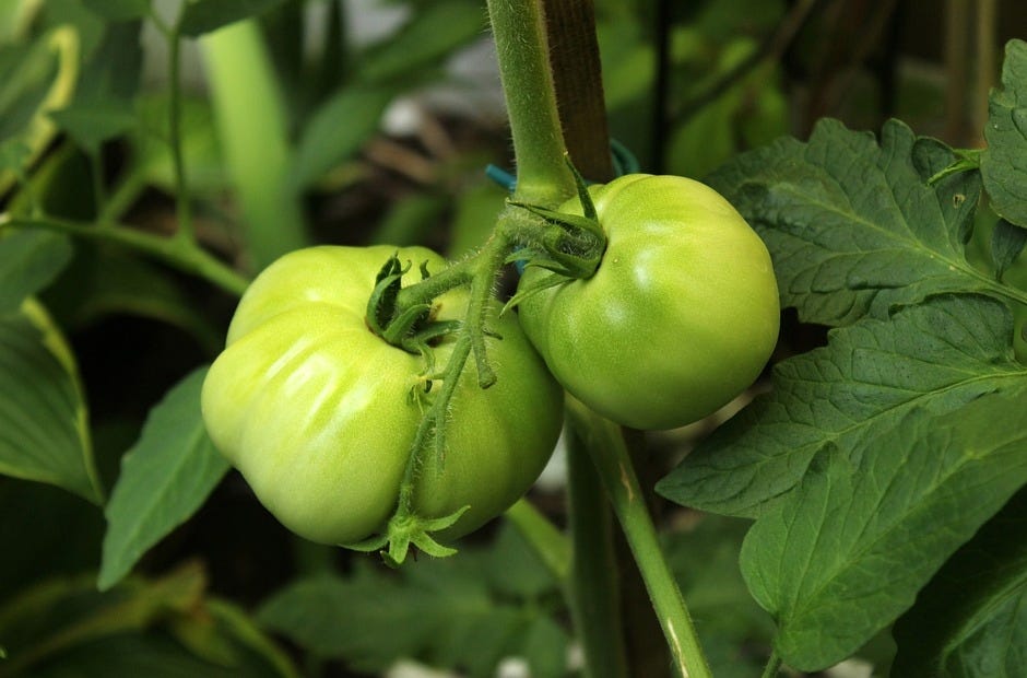 The Crestview Community Garden will have a fundraiser to help with its gardening costs and programs. [Pixabay.com]