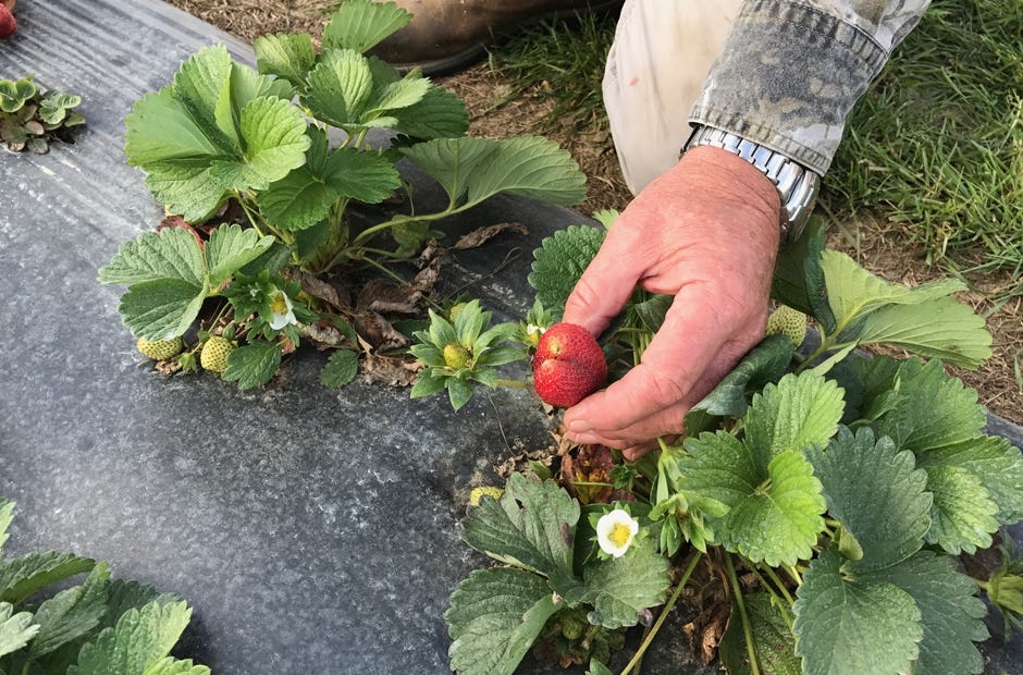 Greg Evers from Akers of Strawberries shows off one of the berries visitors skipped over during its opening weekend. [MARK JUDSON/NEWS BULLETIN]