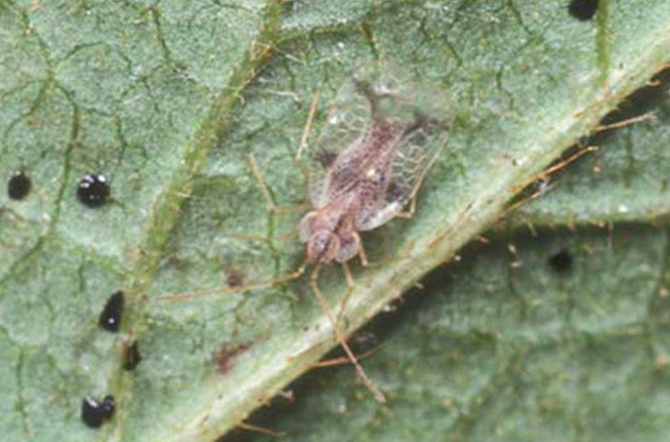 An adult azalea lace bug and excrement are pictured on an azalea leaf. [James Castner | University of Florida]