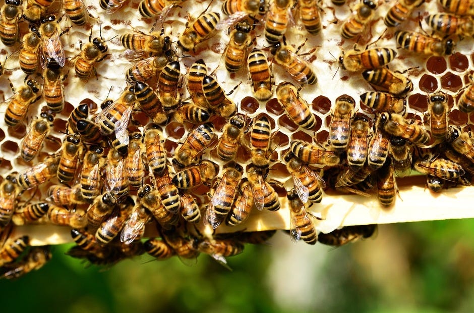 There will be no hands-on beekeeping, so protective clothing is unnecessary to attend a March 21 beekeeping basics session at the Crestview library. [Pixabay.com]