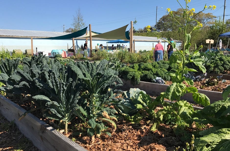 Volunteers at the Common Ground Community Garden walk through rows of garden plots. [MARK JUDSON/NEWS BULLETIN]