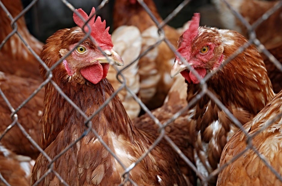 Crestview Tractor Supply will host an event about raising backyard chickens. [Pixabay.com]