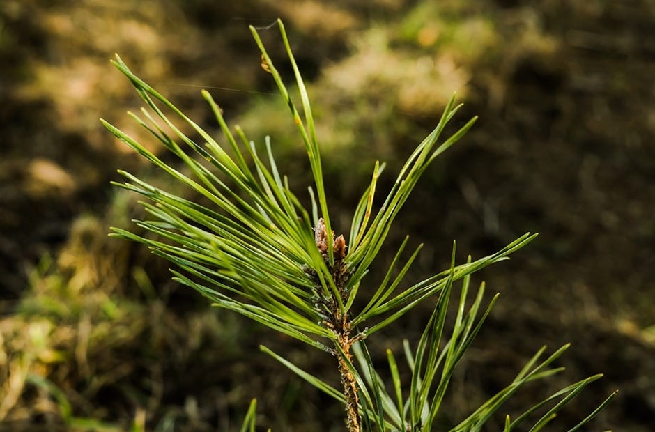 Okaloosa Master Gardener Bob Bayer will present a guided trail walk and presentation. [Pixabay.com]