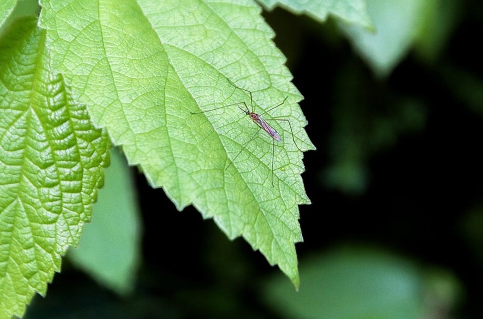 Okaloosa County will spray for mosquitoes during evening hours, weather permitting. [Pixabay.com]