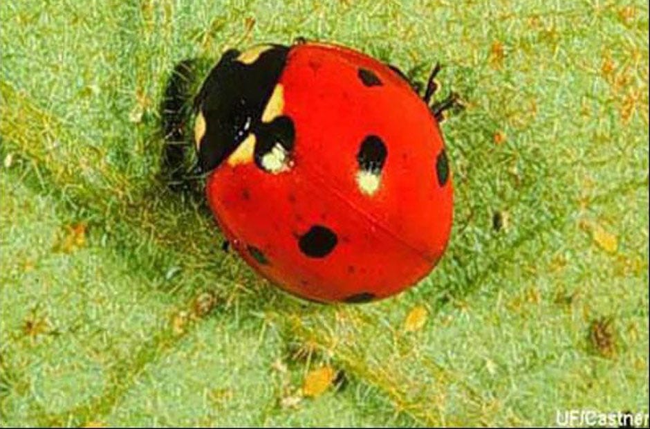 Adult ladybugs like the one pictured feed on whiteflies. [James Castner, University of Florida | Special to the News Bulletin]