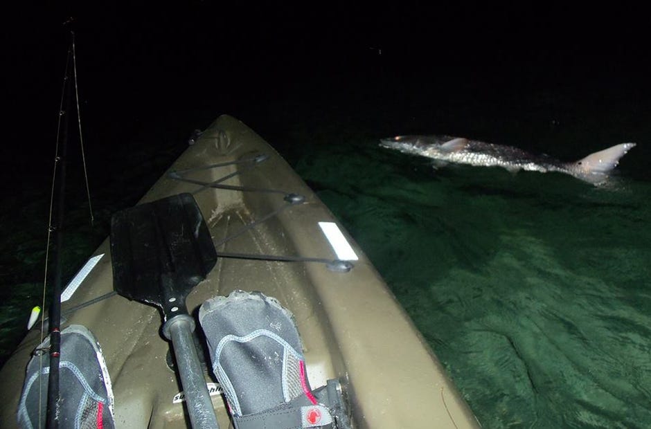 Redfish are among the species you come across when kayak fishing at night. [David Boggs | Special to the News Bulletin]
