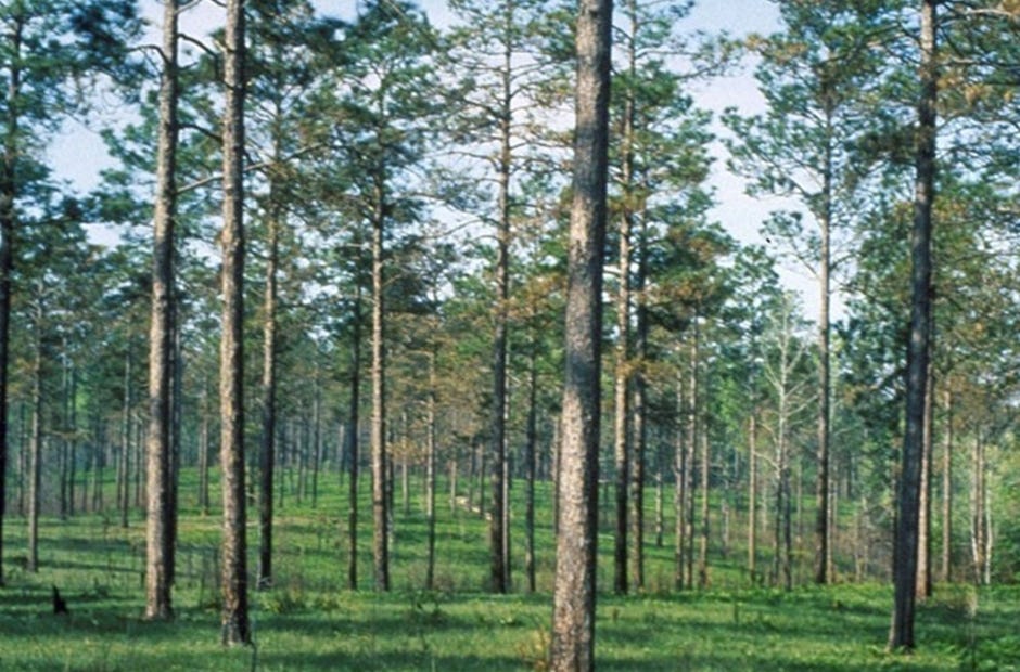 The U.S. Department of Agriculture Natural Resources Conservation Service has funding available for landowners to improve pine tree habitation. [Crestview NRCS | Special to the News Bulletin]