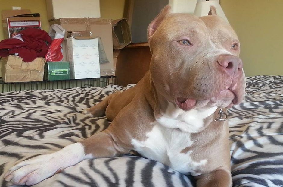 Wade Bean's male pit bull, Migo, has been missing since April 24. [Wade Bean | Special to the News Bulletin]
