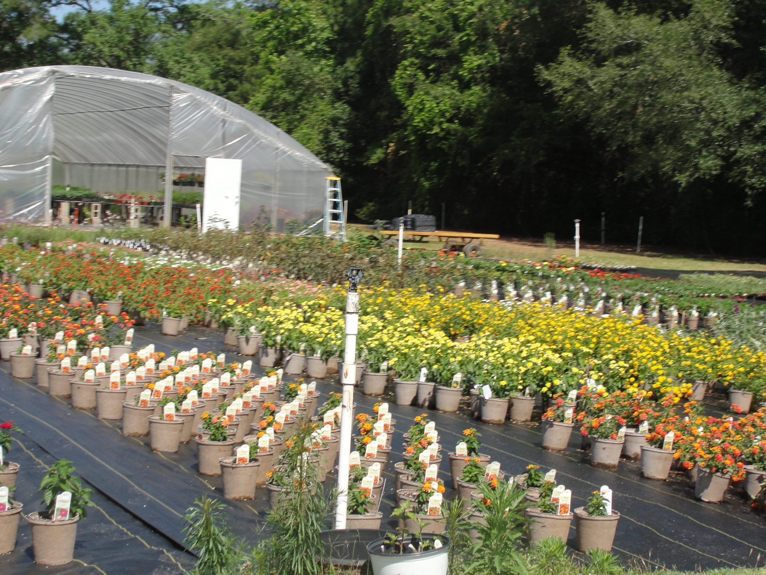 Customers love to stroll through Crestview Nurseries and browse its selection of perennials, flowering shrubs and trees, container annuals and a varied selection of glazed and terra cotta pottery. [SAMANTHA LAMBERT | News Bulletin]