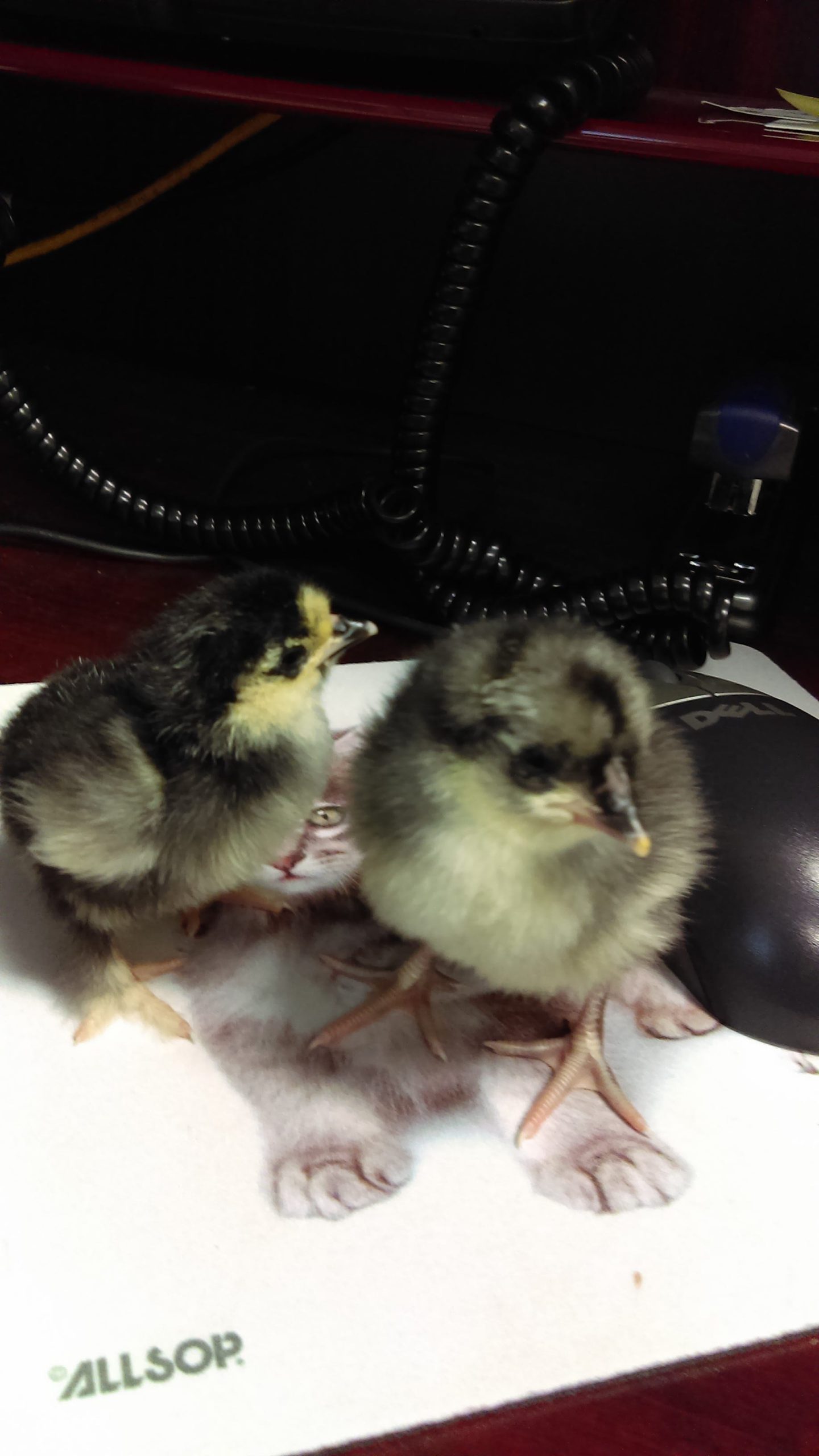 Embryology is the study of developmental cycles. The biological development in particular that 4-H-age children study is that of chickens. [Special to the News Bulletin]