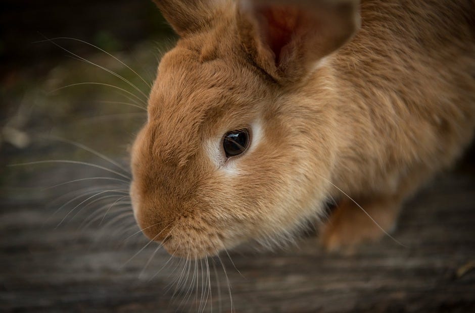 Rabbits, cats, dogs and livestock will be part of a pet adoption event in Crestview. [Pixabay.com]