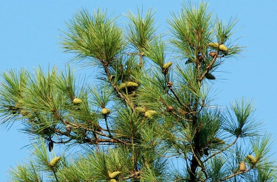Southern pine beetles prefer loblolly pine trees like the one pictured here. Applications are available for a state program to reduce the beetle's impact. [Pixabay.com]