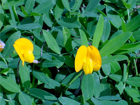 Perennial peanut, which originated from South America, is a warm-season legume that spreads by rhizomes. It has four leaflets per leaf and a yellow flower. It grows up to 18 inches tall, prefers a pH range of 5.8-7.0, obtains nitrogen it needs from the air, and looks similar to peanuts, but does not grow peanuts.