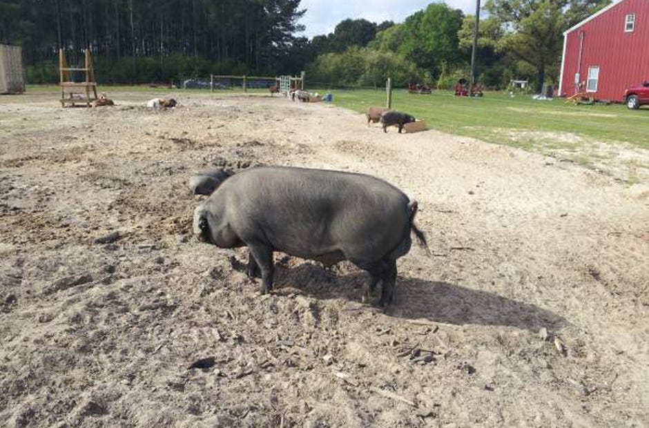 A Large Black heritage hog is pictured recently in Okaloosa County. [Wendell Beattie | Special to the News Bulletin]
