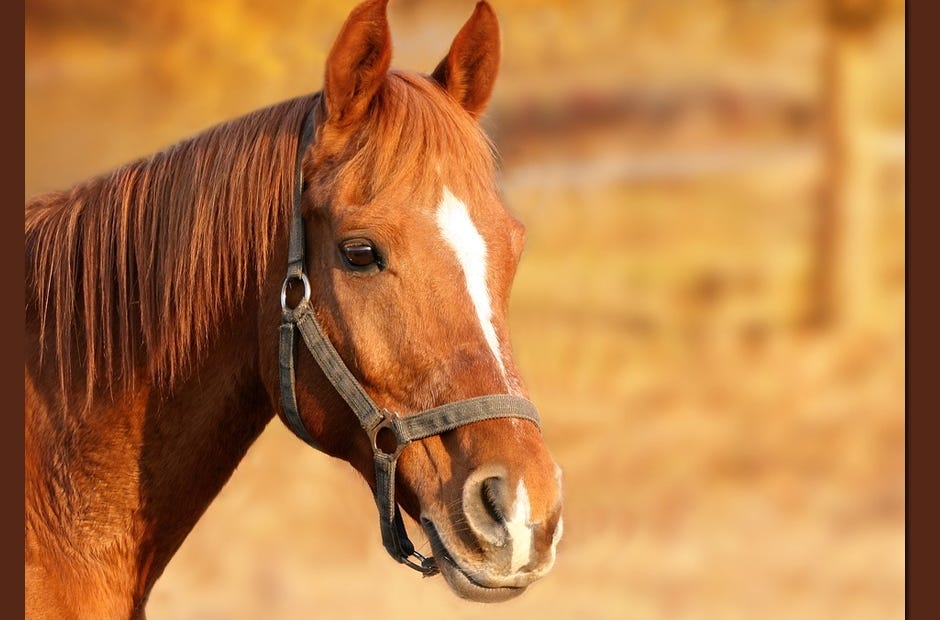 Promoting harmony and goodwill between horse and owner, and supporting the community are goals of the newly formed Saddle Horse Club. [Pixabay.com]
