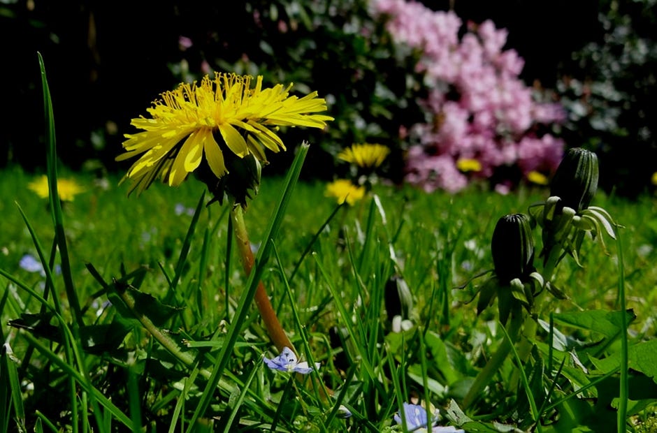 A workshop on invasive species includes ways to handle plant and animal pests. [Pixabay.com]