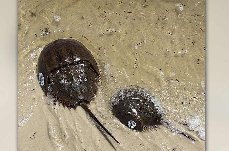 A horseshoe crab watch is underway in Northwest Florida. [Special to the News Bulletin]