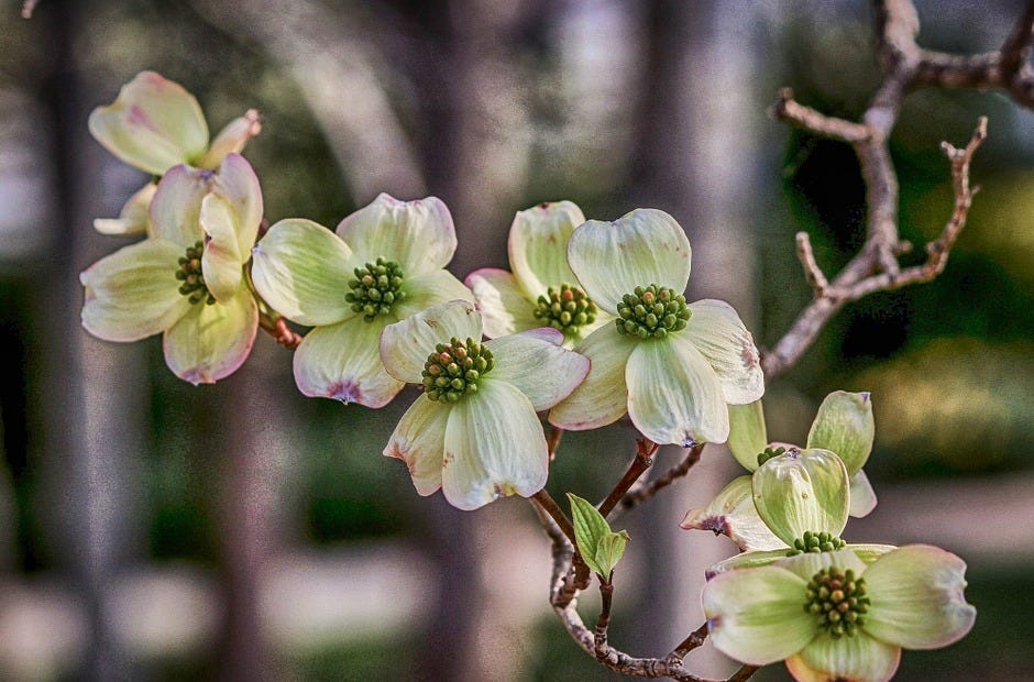 Crestview Dogwood Garden Club members have meetings on various topics through May. [Pixabay.com]