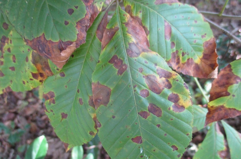 Fungicides can treat some fungal leaf spot diseases, which can affect plants like red buckeye. [Larry Williams | Special to the News Bulletin]