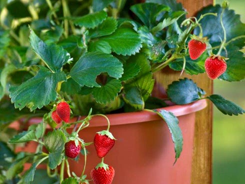 Strawberries are excellent container plants. Everbearing or day neutral varieties will provide fruit to harvest throughout the growing season.