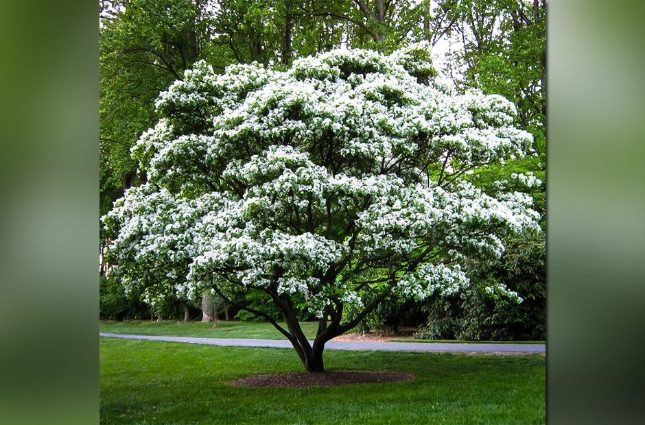 The white Fringetree is among 10 trees gardeners recommend for Northwest Florida properties. [SPECIAL TO THE NEWS BULLETIN]