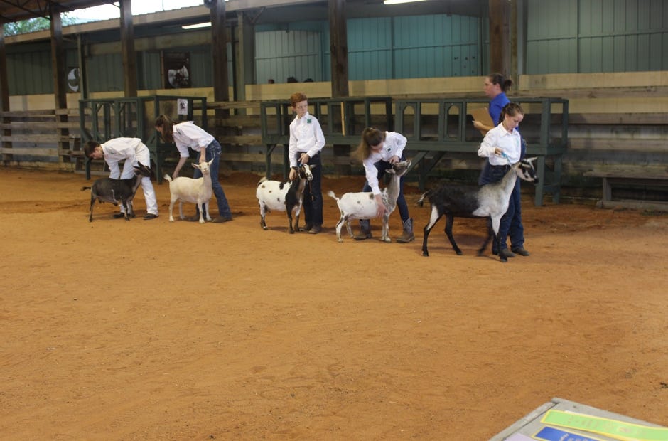 Keenan Williamson, Lily Smith, Andrew Smith, Reese Hynson and Addyson Bryant, from left, compete in the 4-H Youth Dairy Goat Show at the Northwest Florida Fair in Fort Walton Beach. [SPECIAL TO THE NEWS BULLETIN]