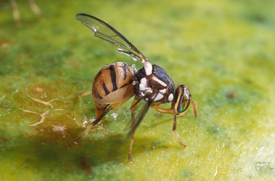 Oriental fruit fly outbreak last year caused at least $4.1 million in direct crop damages in Miami-Dade County, but the damage could have been far worse, University of Florida researchers say.