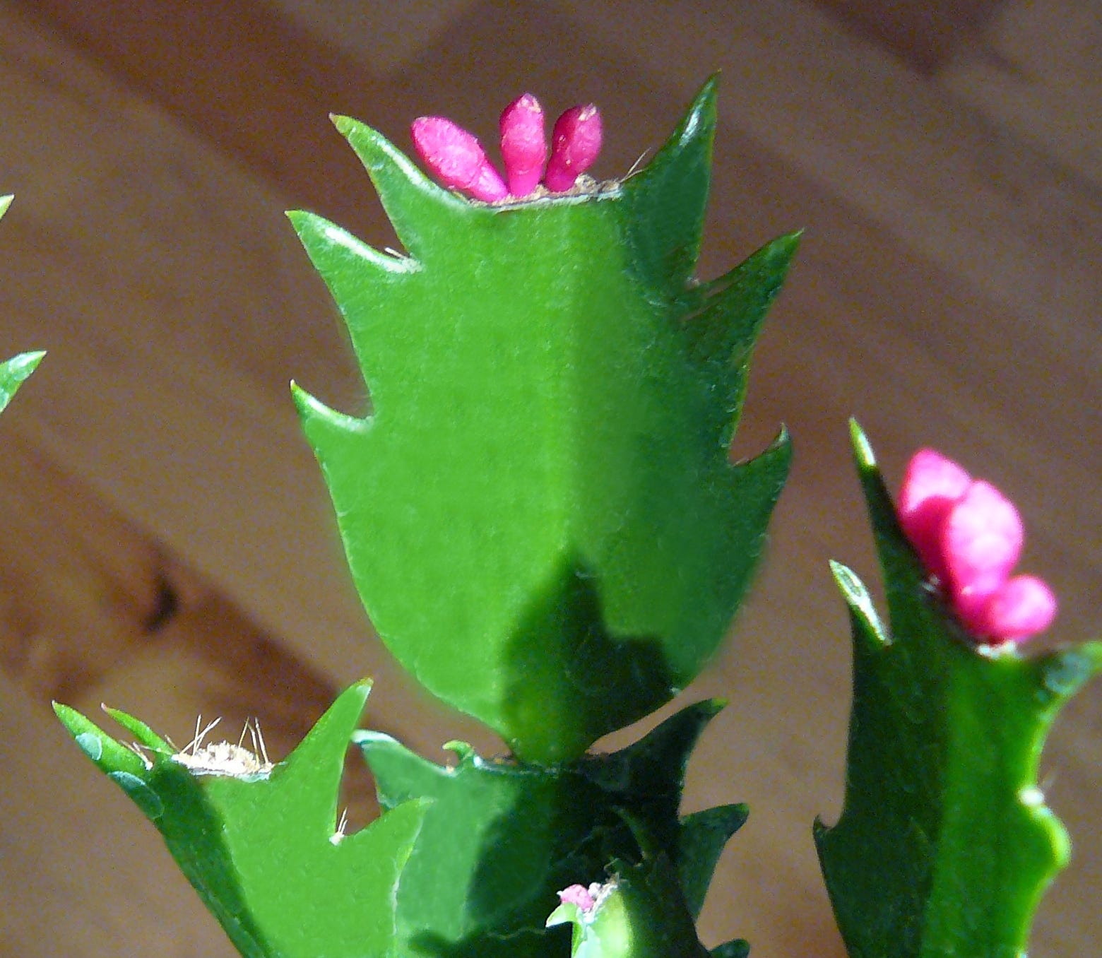 This is a Christmas cactus. [SPECIAL TO THE NEWS BULLETIN]