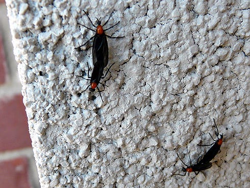 Lovebugs — which often splatter on your automobile — invaded the U.S. from Central America. The bugs feed on pollen, nectar and plant debris.