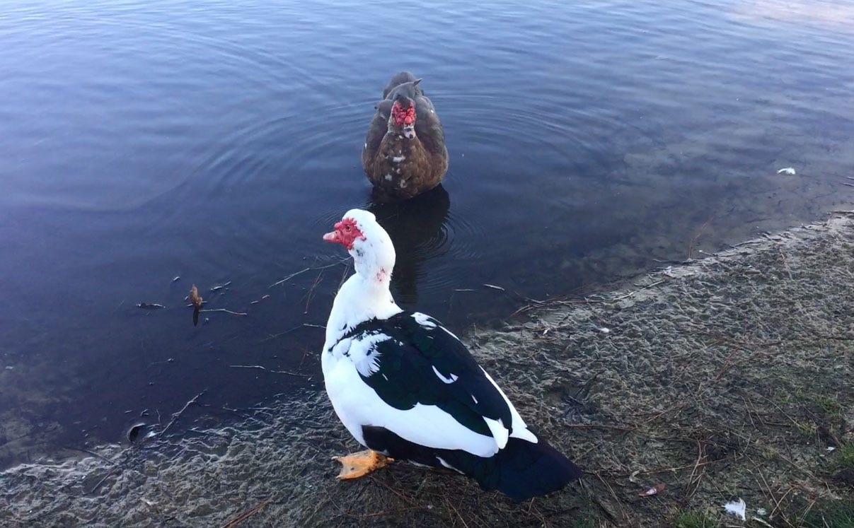 Muscovy ducks wade in the water at Twin Hills Park. [GENEVIEVE DINATALE | DAILY NEWS]