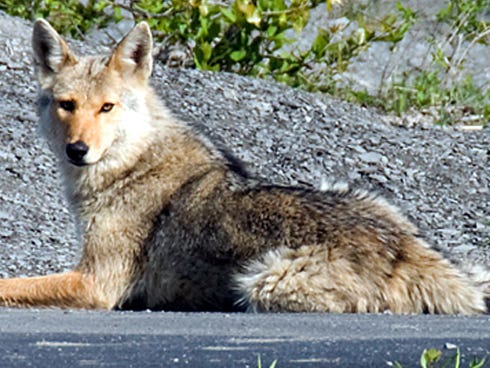 Coyotes are scavengers that can prey on household pets. Use these tips to protect your family and pets from these pests.