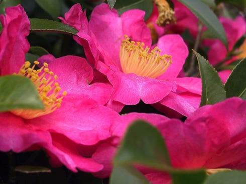 Camellias in bloom can be picturesque, but sometimes, buds may fail to open. Okaloosa County Extension agent Larry Williams says one of at least five reasons could contribute to this.