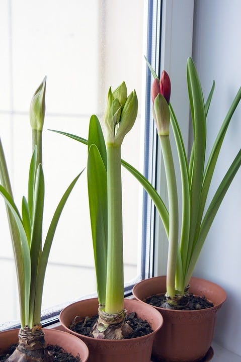Houseplants that grow near a sunny eastern or northern window in summer may need a southern or western exposure in winter. [Pixabay.com]