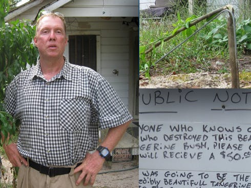 Eric Strindholm wanted this Ponkan orange tree's fruit to go to Sharing and Caring to help feed needy neighbors. But a vandal snapped off its sapling early Tuesday morning, he said. The vandals killed the tree, but not his dream.