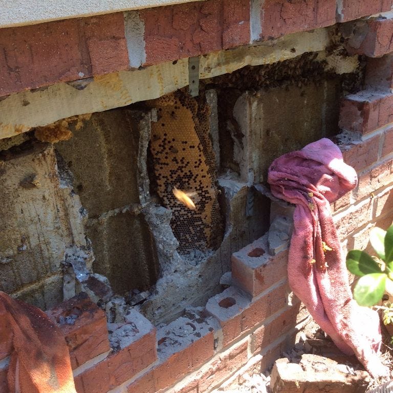 “This project took at least 14 hours over four hot days,” beekeeper Kathy Blankenship said, referring to correcting a brick home’s bee-related damage. “This took a long time because comb was in front of the concrete blocks, in the blocks, and behind them.”