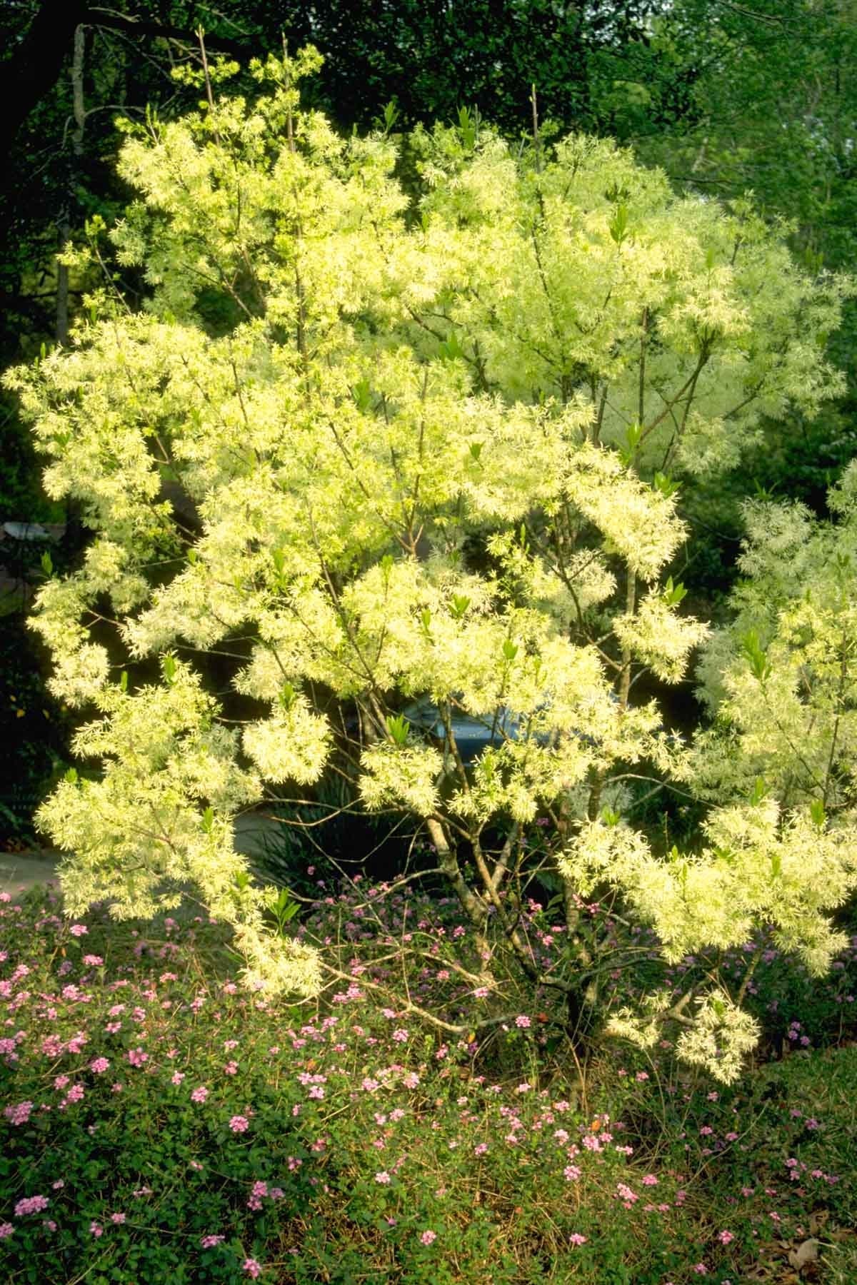Free fringe tree seedlings will be available during the Arbor Day celebration in Crestview. [UNIVERSITY OF FLORIDA/INSTITUTE OF FOOD AND AGRICULTURE SCIENCES]