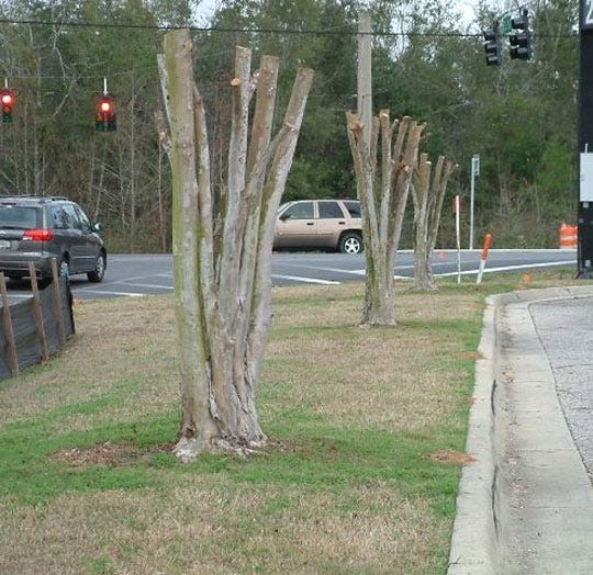 The hard pruning method used on these crapemyrtle trees can damaged their health and structural integrity. [SPECIAL TO THE NEWS BULLETIN]