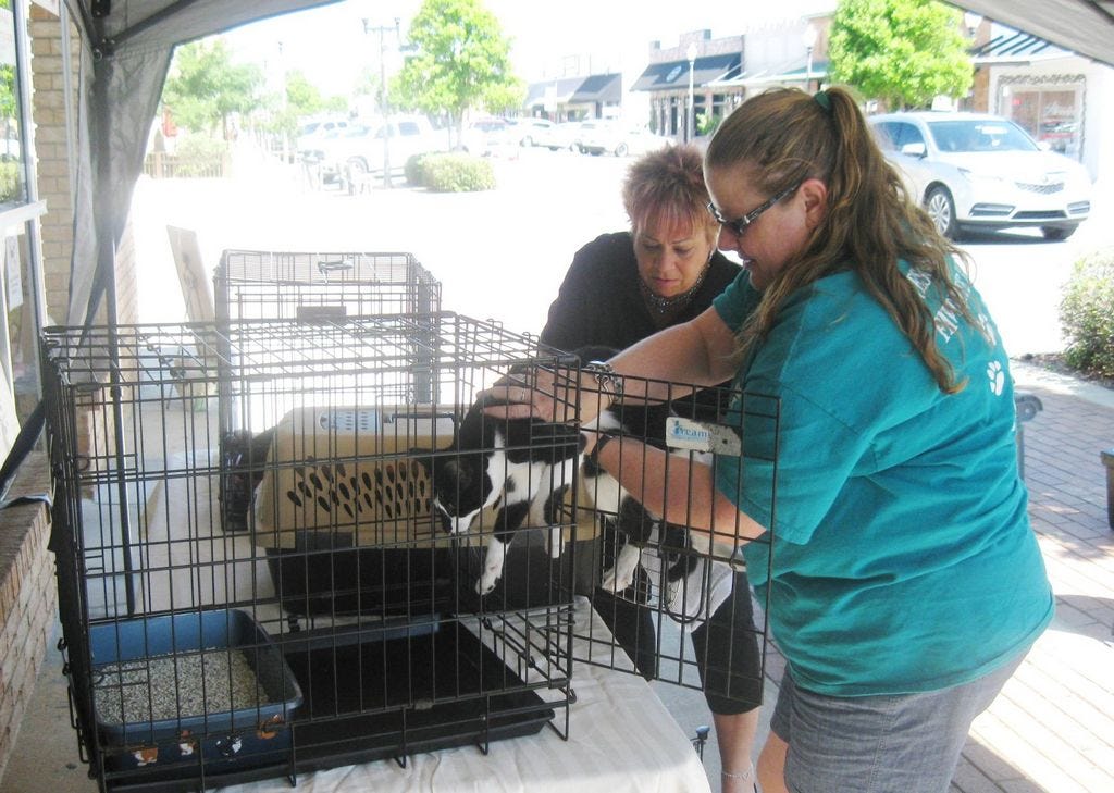 Julie LeFavre of Pawsitively Scrumptious assists Kim Bear of My Safe Place Cat Rescue as she places a tuxedo cat in a cage during the “Bark Boutique and Bakery's” May 7 Catterday event.