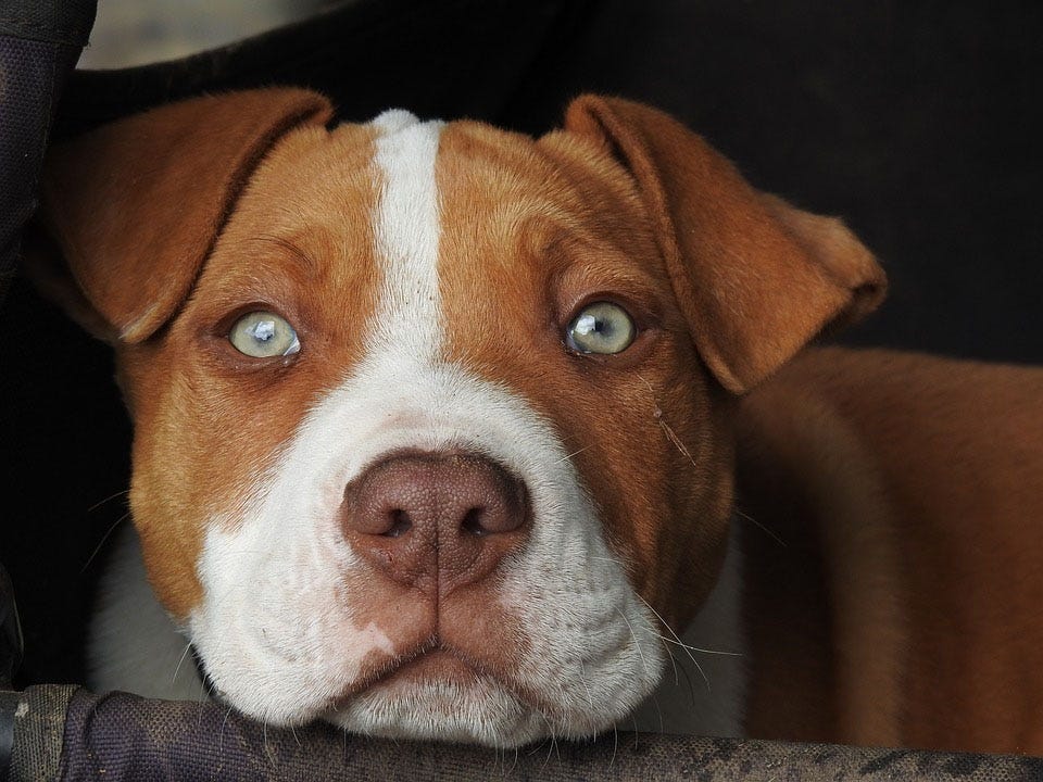 Flex Fitness is running a promotion to match adoption fees for pit bulls. They are also offering a free six-month gym membership for anyone who adopts a pit bull. [SPECIAL TO THE NEWS BULLETIN]
