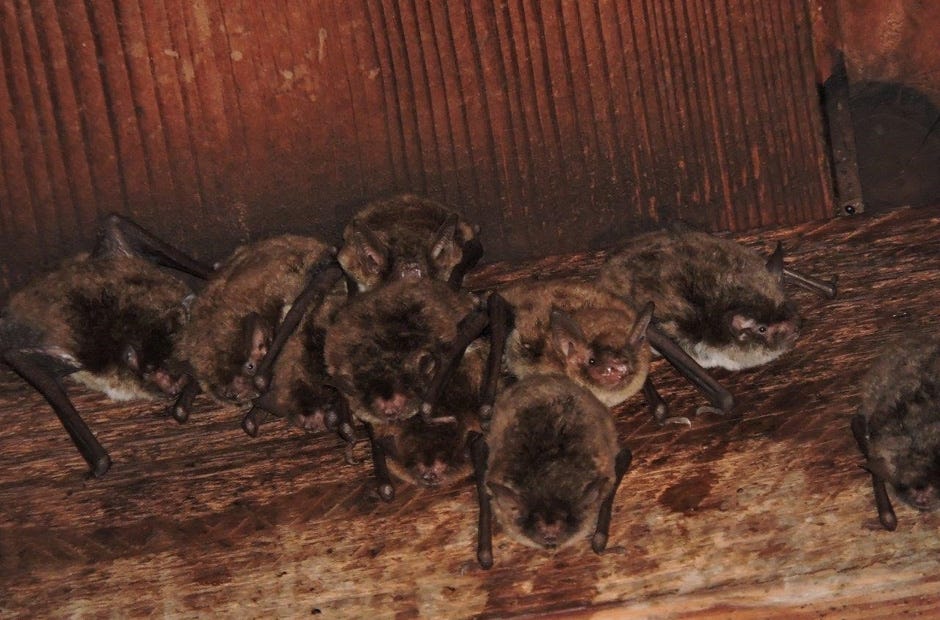 April 15 marks start of Floridaís bat maternity season. [KAREN PARKER | FLORIDA FISH & WILDLIFE CONSERVATION COMMISSION]



bat photo



FWC photo by Karen Parker.