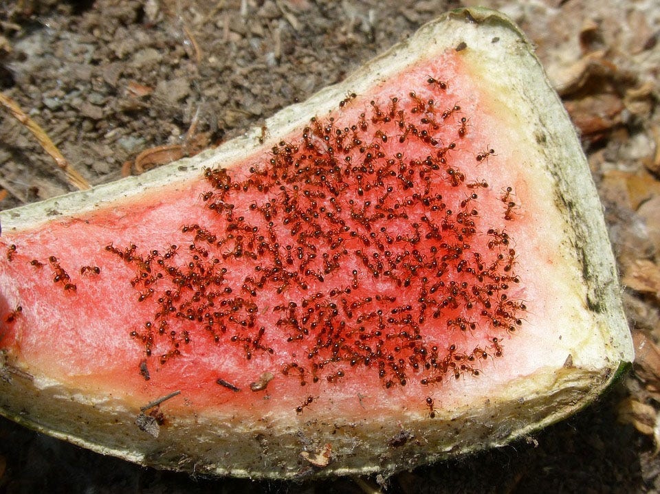 Ants are a common pest in Northwest Florida. [PIXABAY]