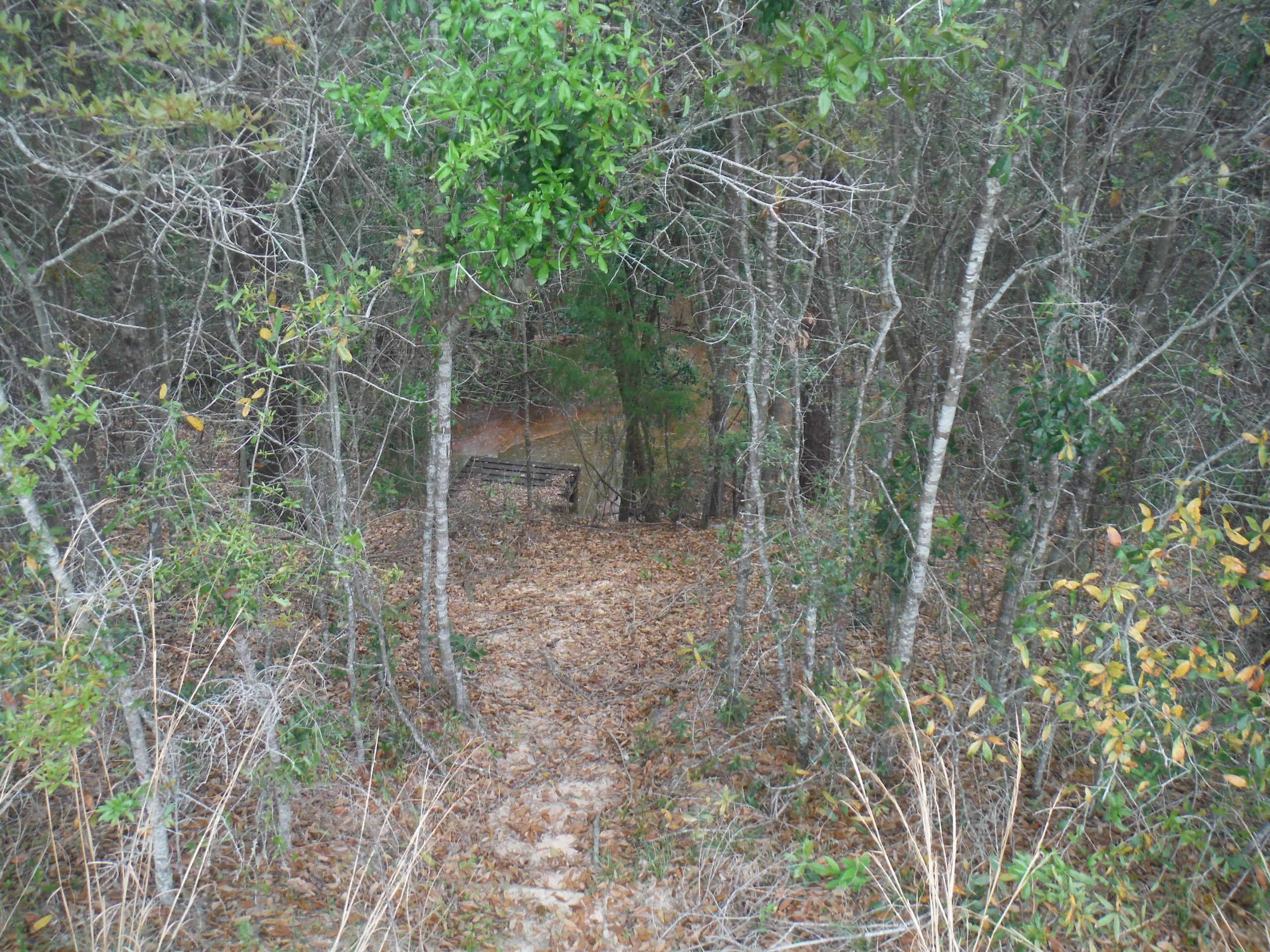 This wooded area near Twin Hills Park was one the rumored locations of a large group of homeless teens. A Crestview Police Department search of the area found no evidence of a homeless encampment. [AARON JACOBS|NEWS BULLETIN]