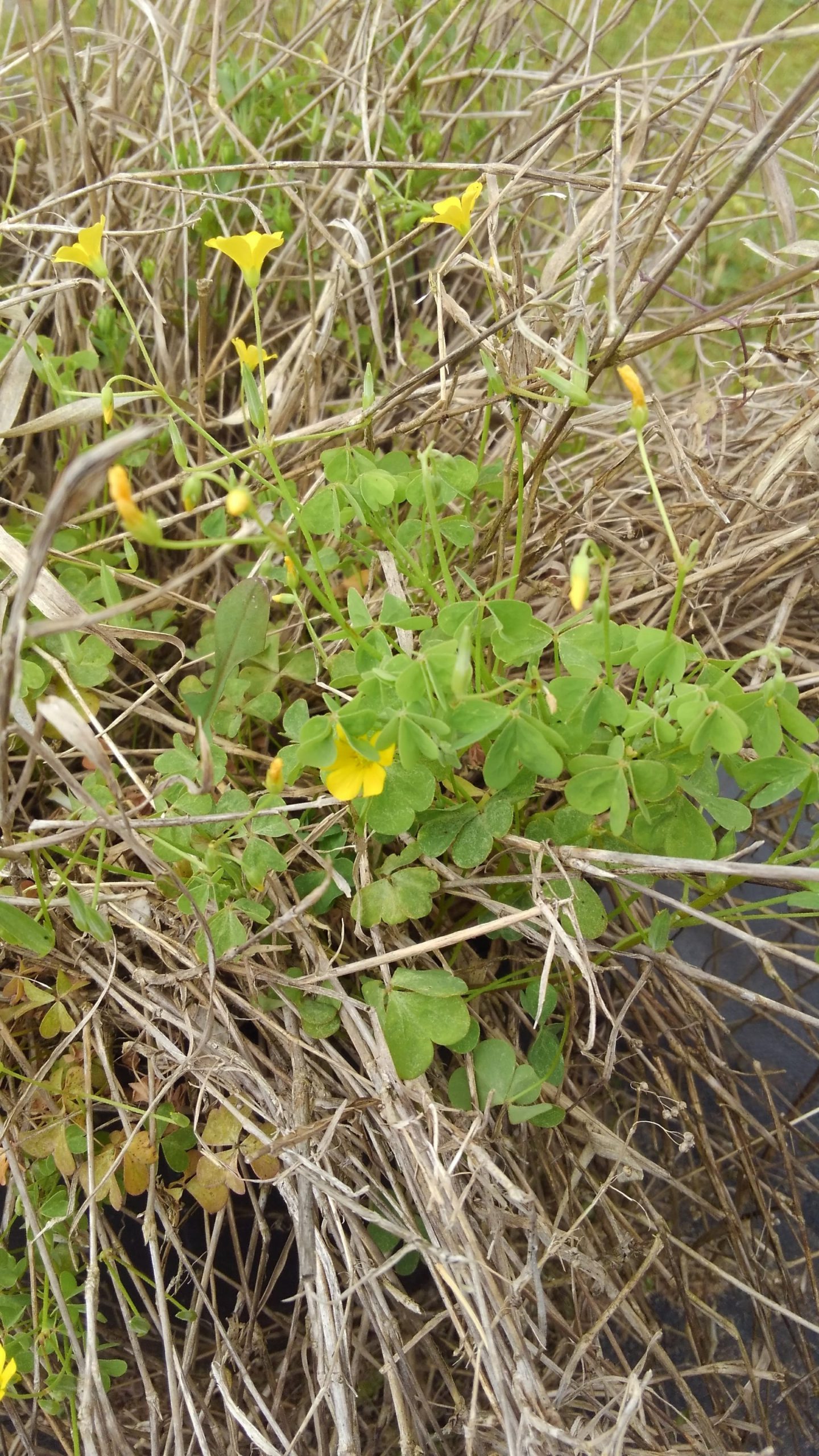 Yellow Woodsorrel (Oxalis stricta) is among the plants that are toxic to livestock. [SPECIAL TO THE NEWS BULLETIN]
