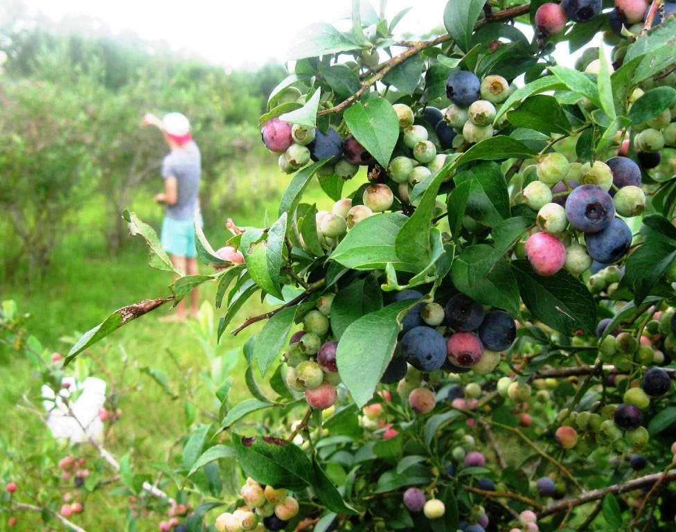 It's blueberry picking time in North Okaloosa County. Residents are using the plump, sweet juicy fruit for pies, cakes, ice cream and just to pop in their mouths straight from the bush.